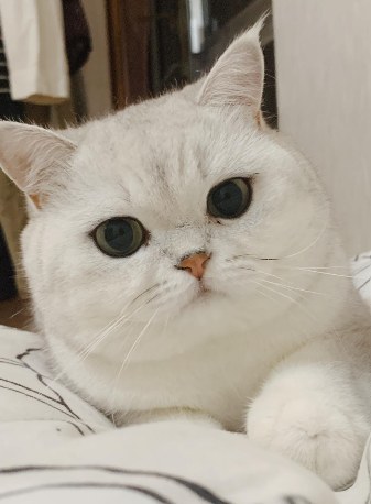 A real fluffy British Shorthair cat